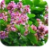 Banaba