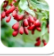 Berberine