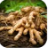 Ginger root
