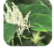 Resveratrol